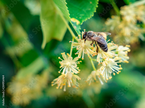 Honeybee - Apis mellifera on Linden blossom(Tilia cordata)