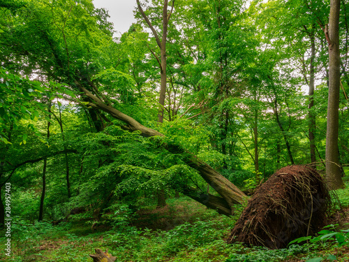 Uprooted tree in the forest after storm photo