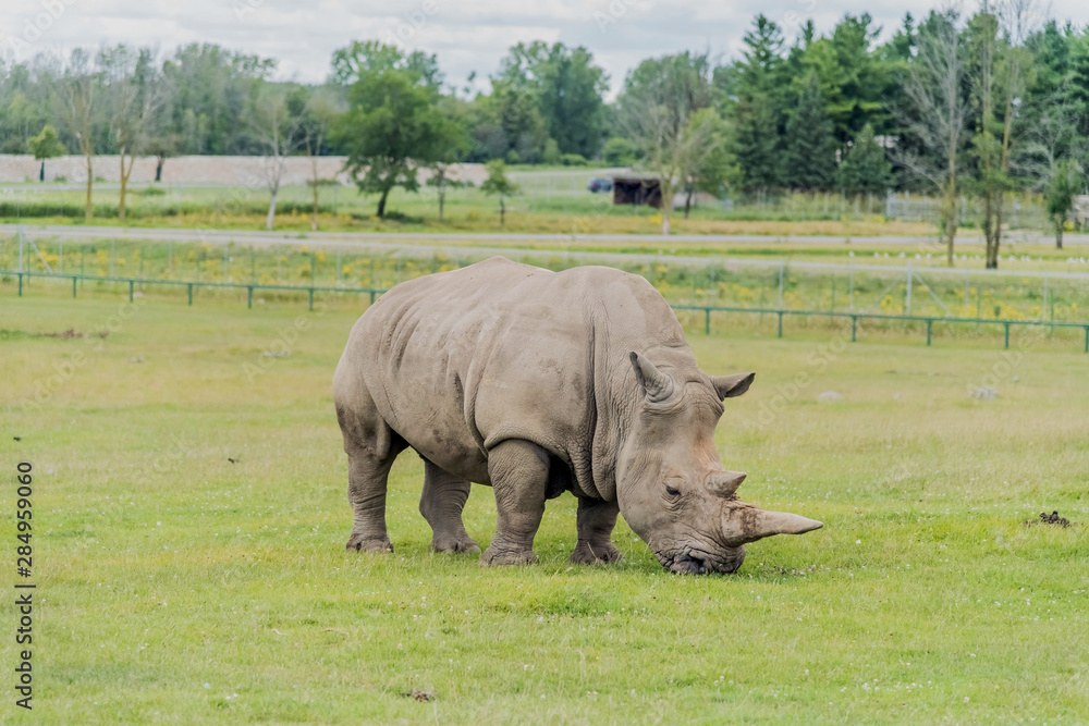 Obraz premium African White Rhinos in Hamilton Safari Park, Hamilton, Canada