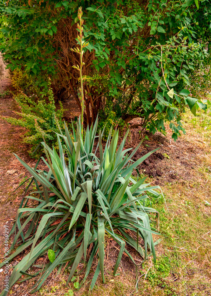 Adam's needle(Yucca filamentosa) on a dry lawn just before flowering Adam's needle(Yucca filamentosa) on a dry lawn just before flowering