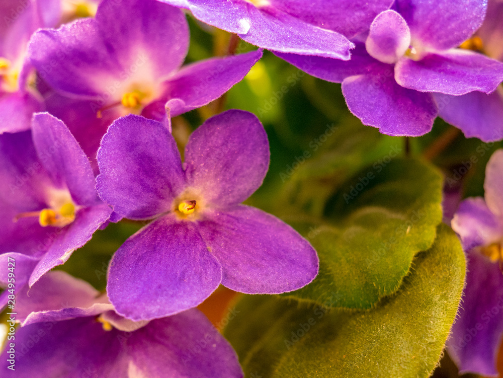 Flowering violet-yellow African violet (Saintpaulia) - Selective focus.
