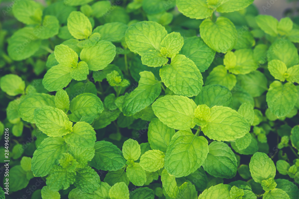 Peppermint leaves are fragrant green plants and are medicinal plants of strong teeth and fresh ivy is a cover of tropical vegetation, suitable for cooking and medicine. Peppermint leaves are fragrant green plants and are medicinal plants of strong teeth and fresh ivy is a cover of tropical vegetation, suitable for cooking and medicine.