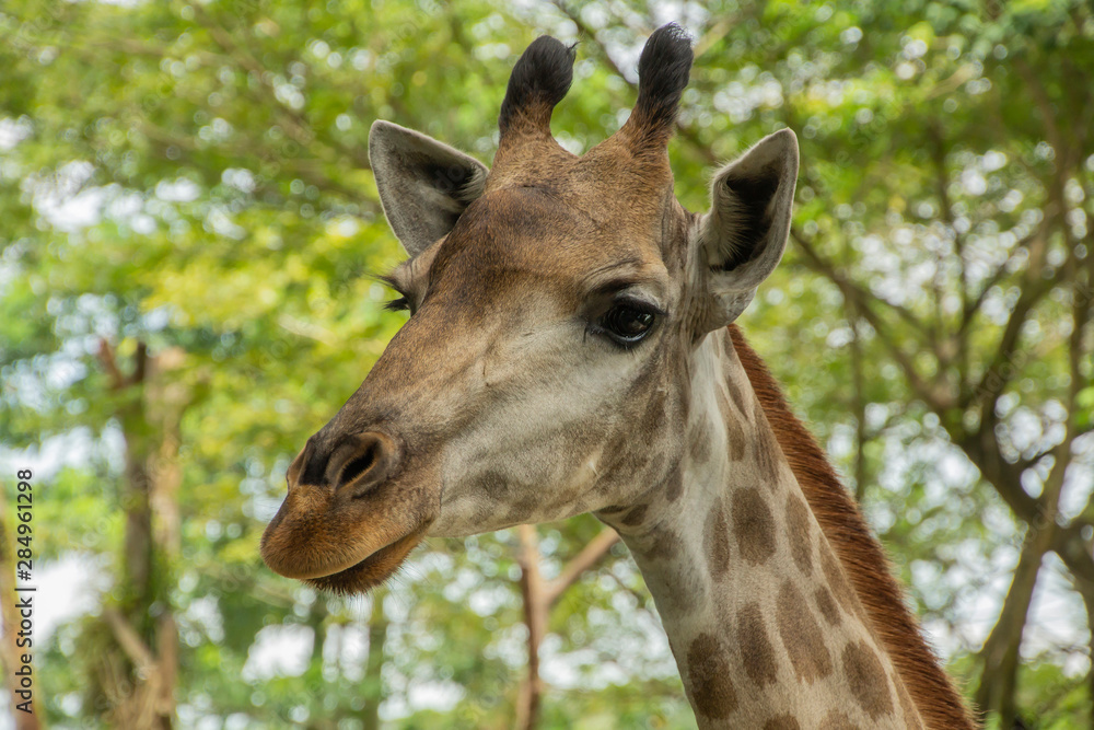 Fototapeta premium portrait of giraffe. giraffe in the zoo. beautiful eyes of a giraffe. animals of the tropics. travel in asia. cute animals