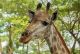 portrait of giraffe.  giraffe in the zoo. beautiful eyes of a giraffe. animals of the tropics. travel in asia. cute animals