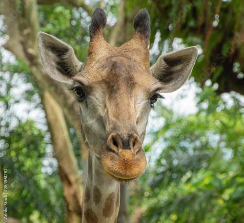 portrait of a giraffe. animals in the tropics. walk around the zoo.  sad eyes of a giraffe