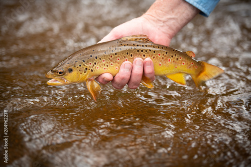 Fly Fishing Trout