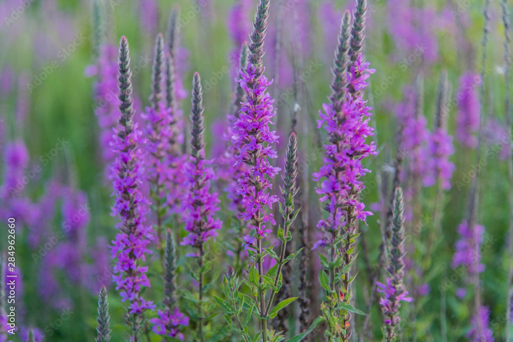 Lavender fields in Nippon, Ottawa, Canada Lavender fields in Nippon, Ottawa, Canada