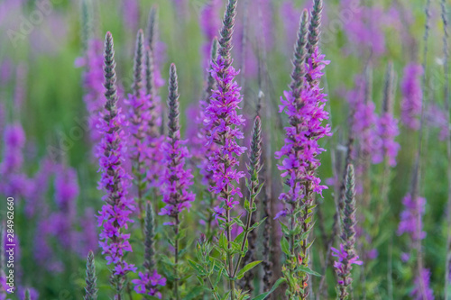 Lavender fields in Nippon, Ottawa, Canada