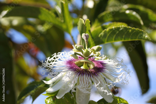A single passionfruit bloom