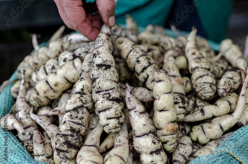 Close up de nabos andinos en mercado local photo