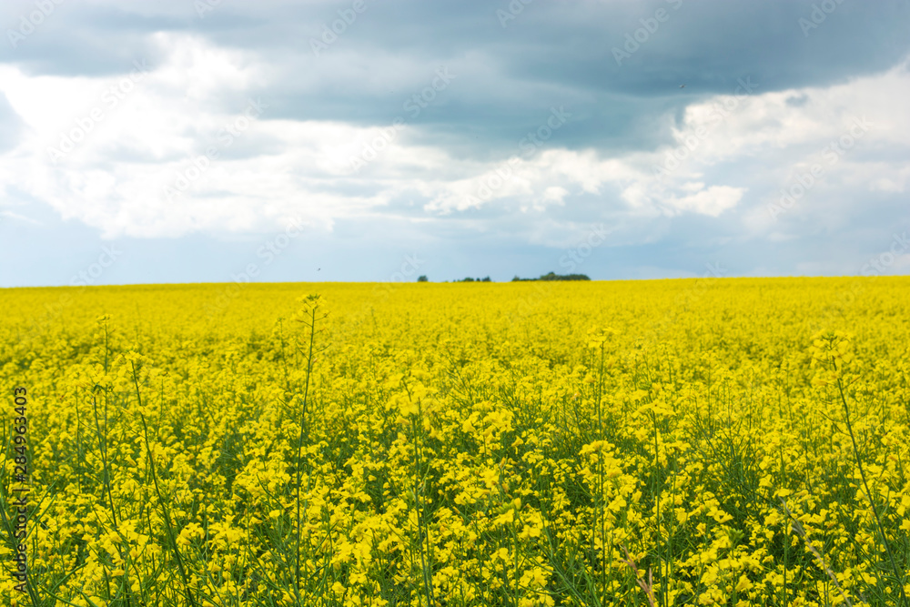 Bright yellow canola flower growing in field