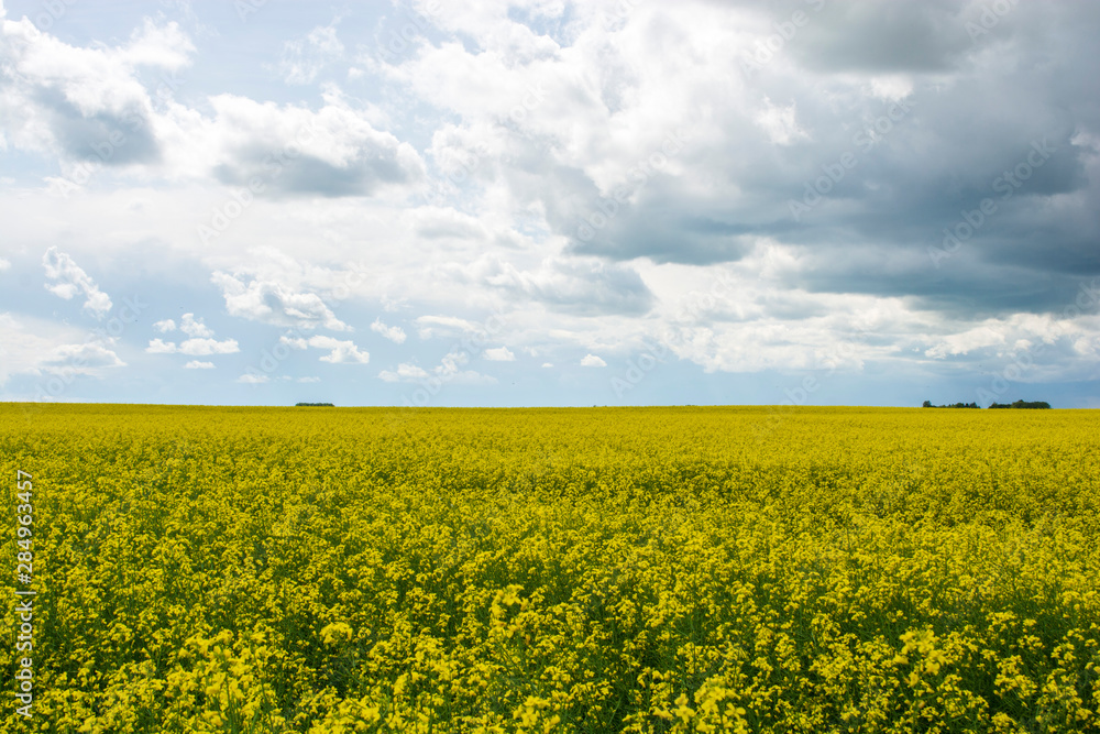 Bright yellow canola flower growing in field