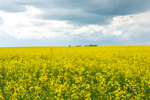 Bright yellow canola flower growing in field