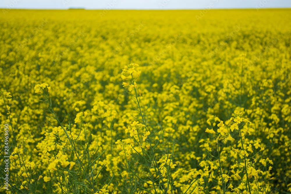 Bright yellow canola flower growing in field Bright yellow canola flower growing in field