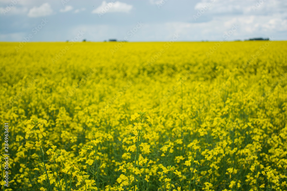 Bright yellow canola flower growing in field