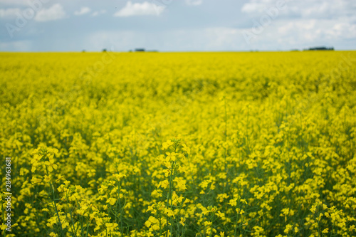 Bright yellow canola flower growing in field