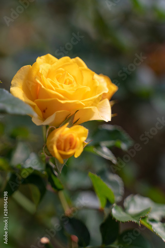 Yellow rose in garden.