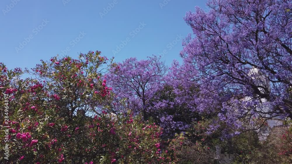 Looking up through colorful Jacaranda tree blossoms in Tavira Castle gardens, Portugal. Looking up through colorful Jacaranda tree blossoms in Tavira Castle gardens, Portugal.