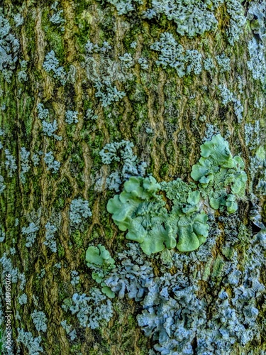 tree with green leaves