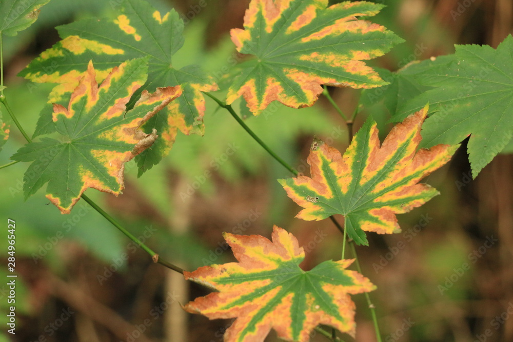 Leaves Changing Colour