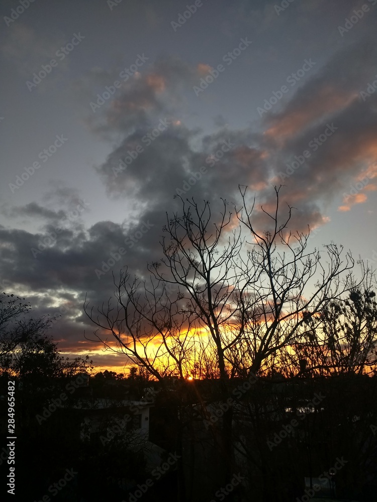 Fototapeta premium tree at sunset