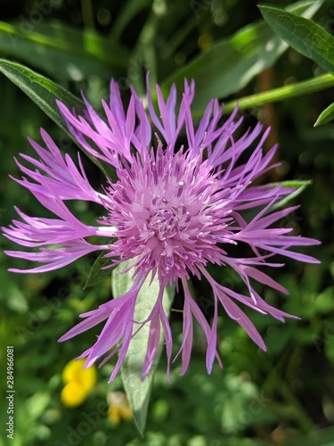 purple flower