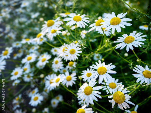 chamomile flowers close-up with blurred background