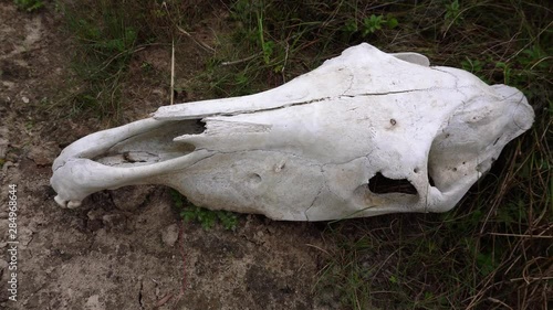 A big white skull of a dead horse is laying upside down on the grond. The green grass is swaying in the strong wind. Close-up. photo