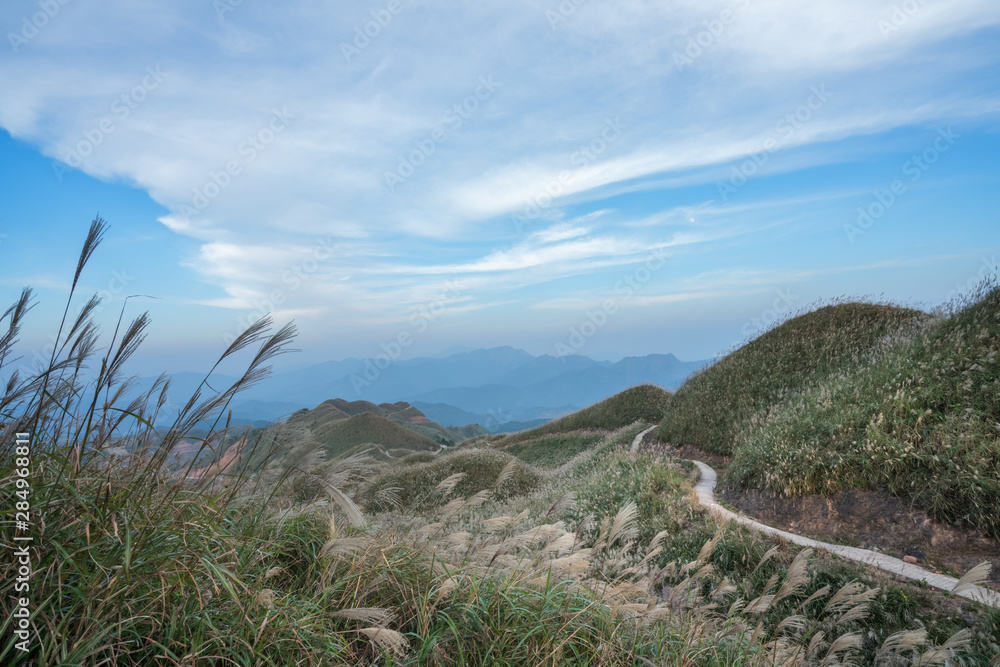 Reed grass fields with mountain on background Reed grass fields with mountain on background
