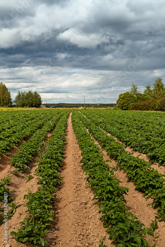 Potato Fields Under the Dramatic Skies