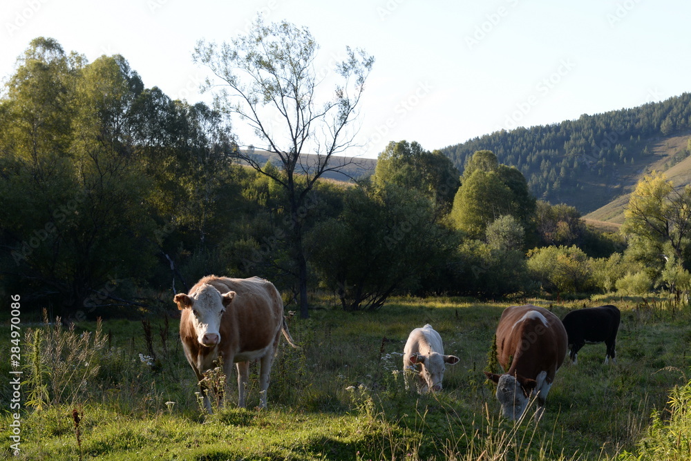 Russia.Western Siberia. Livestock in the vicinity of the village Generalka Altai Krai Russia.Western Siberia. Livestock in the vicinity of the village Generalka Altai Krai