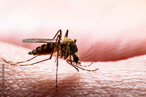 Encephalitis, Yellow Fever, Malaria Disease, Mayaro or Zika Virus Infected Culex Mosquito Parasite Insect on Skin Macro photo