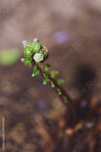 small fern branch growing in the typical twirl shape