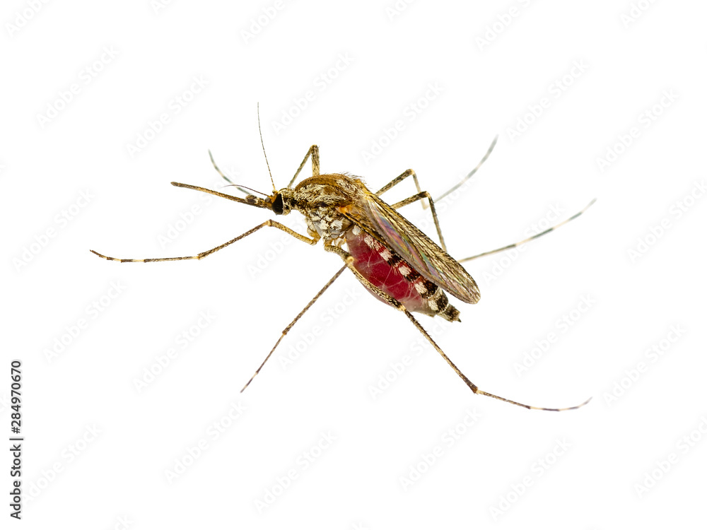 Dangerous Zika Infected Mosquito Isolated on White. Leishmaniasis, Encephalitis, Yellow Fever, Dengue, Malaria Disease, Mayaro or Zika Virus Infectious Culex Mosquito Parasite Insect Macro. Dangerous Zika Infected Mosquito Isolated on White. Leishmaniasis, Encephalitis, Yellow Fever, Dengue, Malaria Disease, Mayaro or Zika Virus Infectious Culex Mosquito Parasite Insect Macro.