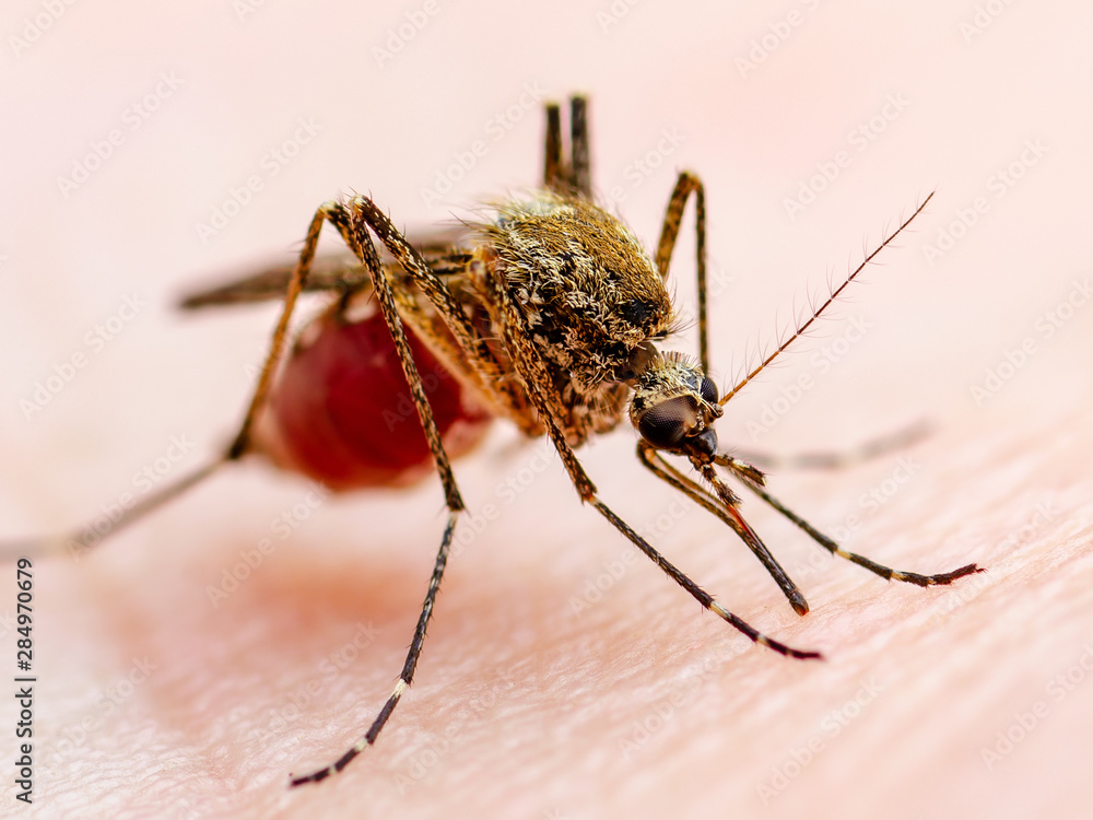 Fototapeta premium Dangerous Zika Infected Mosquito Skin Bite. Leishmaniasis, Encephalitis, Yellow Fever, Dengue, Malaria Disease, Mayaro or Zika Virus Infectious Culex Mosquito Parasite Insect Macro.