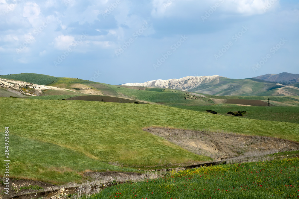 Naklejka premium Northern Morocco, springtime wildflowers in the green fields
