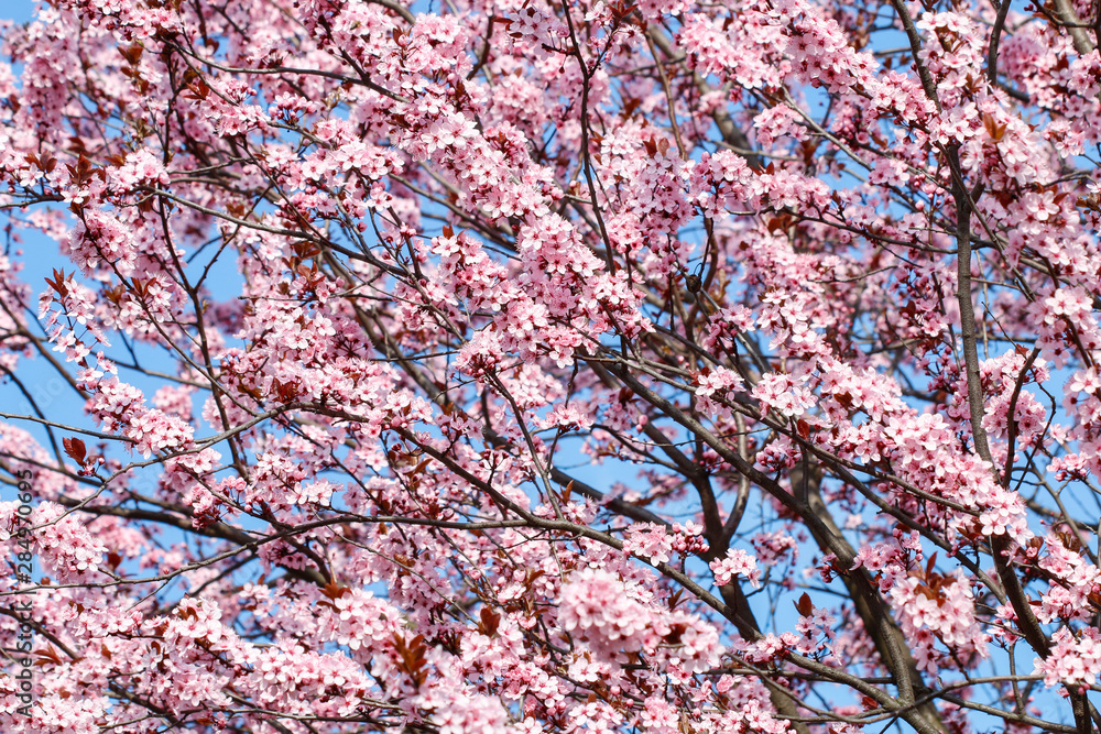 Blooming branch of cherry tree Blooming branch of cherry tree