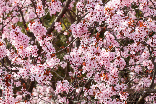Wallpaper Mural Blooming branch of cherry tree Torontodigital.ca
