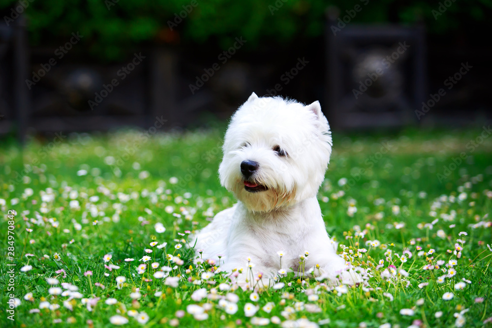 West Highland Terrier West Highland Terrier