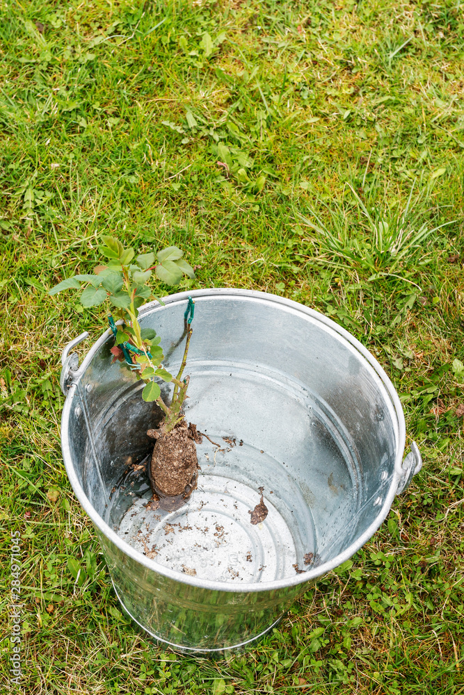 Gardener at work: How to plant a rose shrub in the ground. Gardener at work: How to plant a rose shrub in the ground.