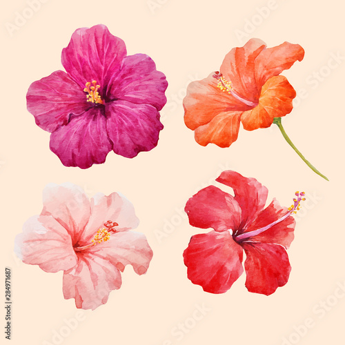 Watercolor hibiscus illustrations vector set