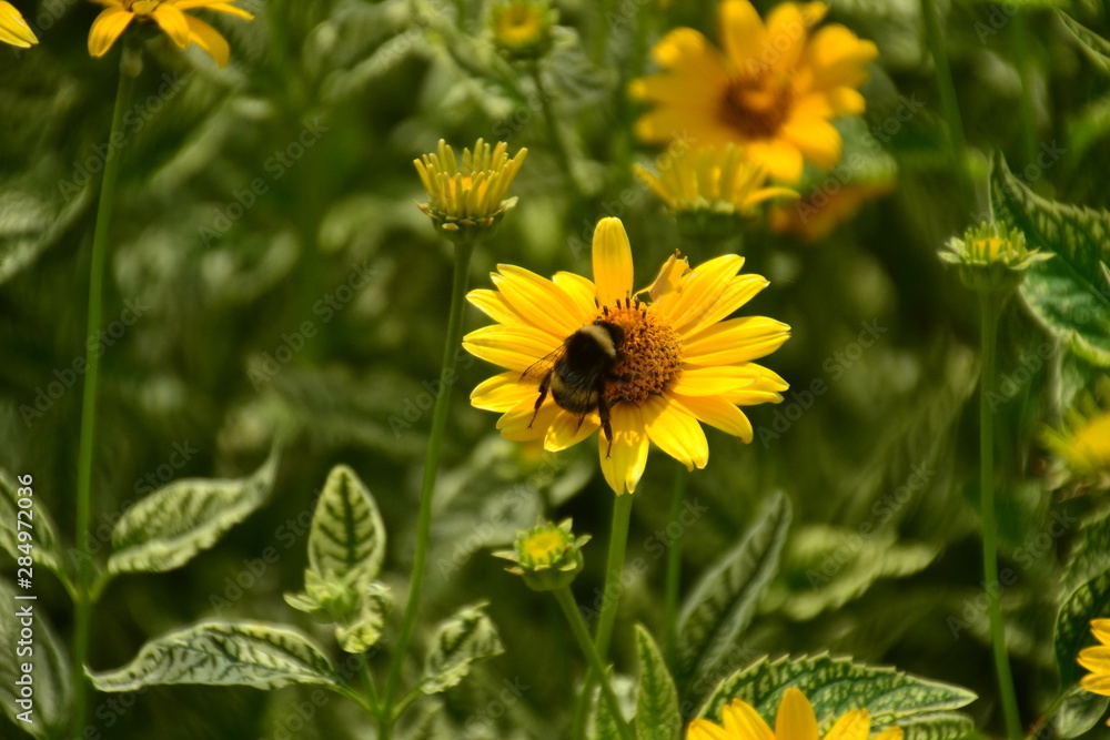 Bee on Yellow Flower
