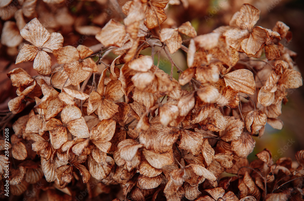 Dry limp Hydrengea flower petal details Dry limp Hydrengea flower petal details