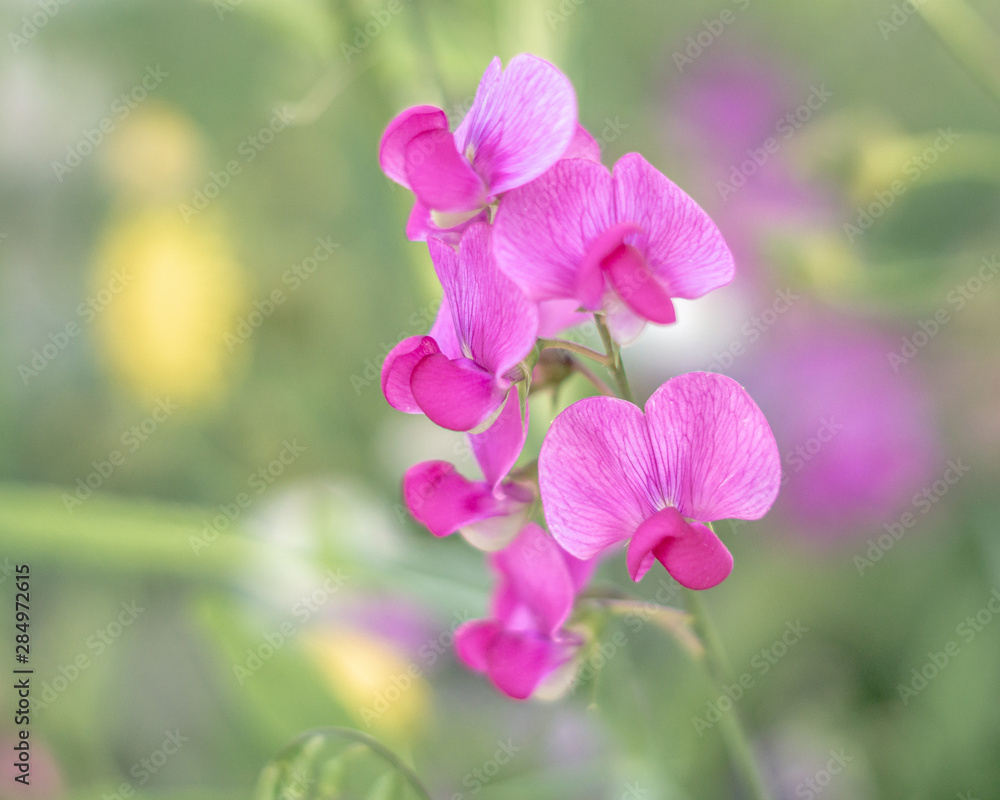 Beautiful abstract floral background with pink flower. Beautiful abstract floral background with pink flower.