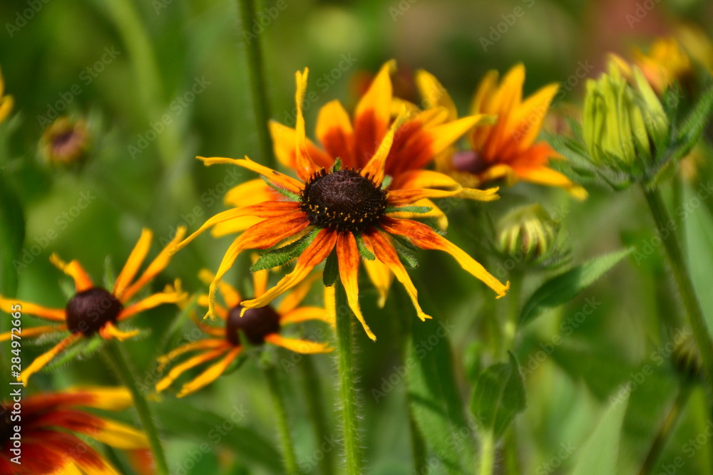Black-Eyed Susan Black-Eyed Susan
