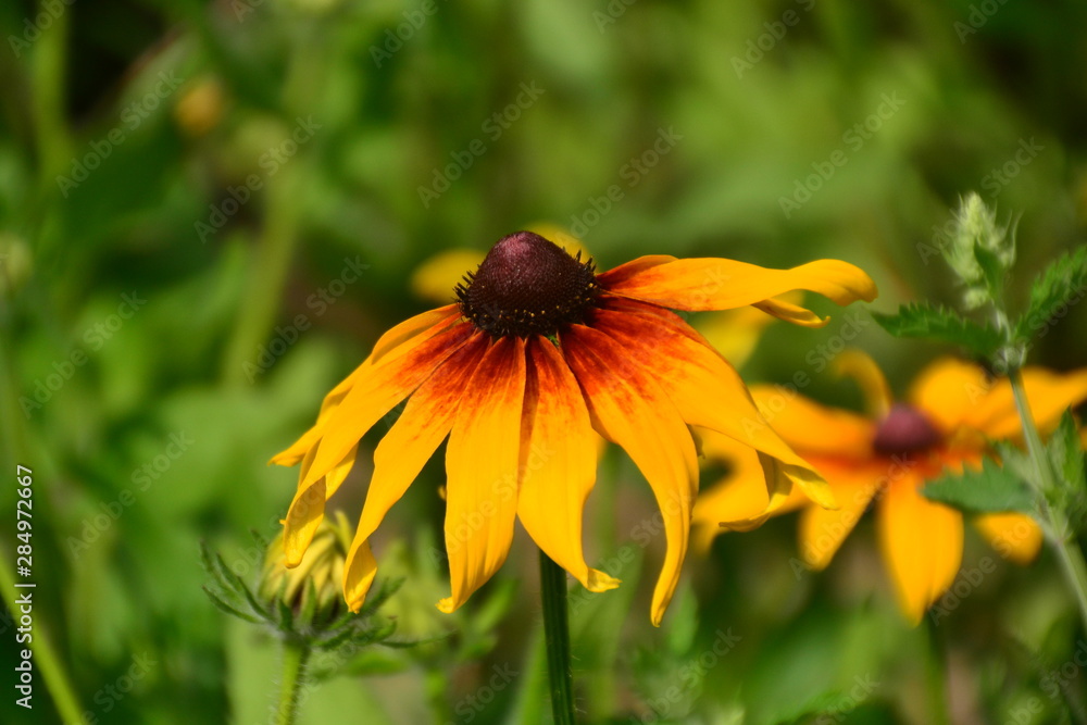 Black-Eyed Susan Black-Eyed Susan