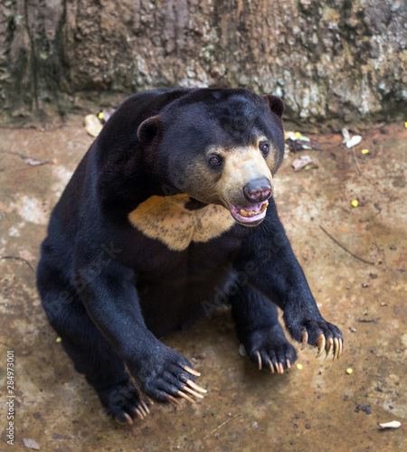  Malayan sun bear relaxing in a natural forest.
