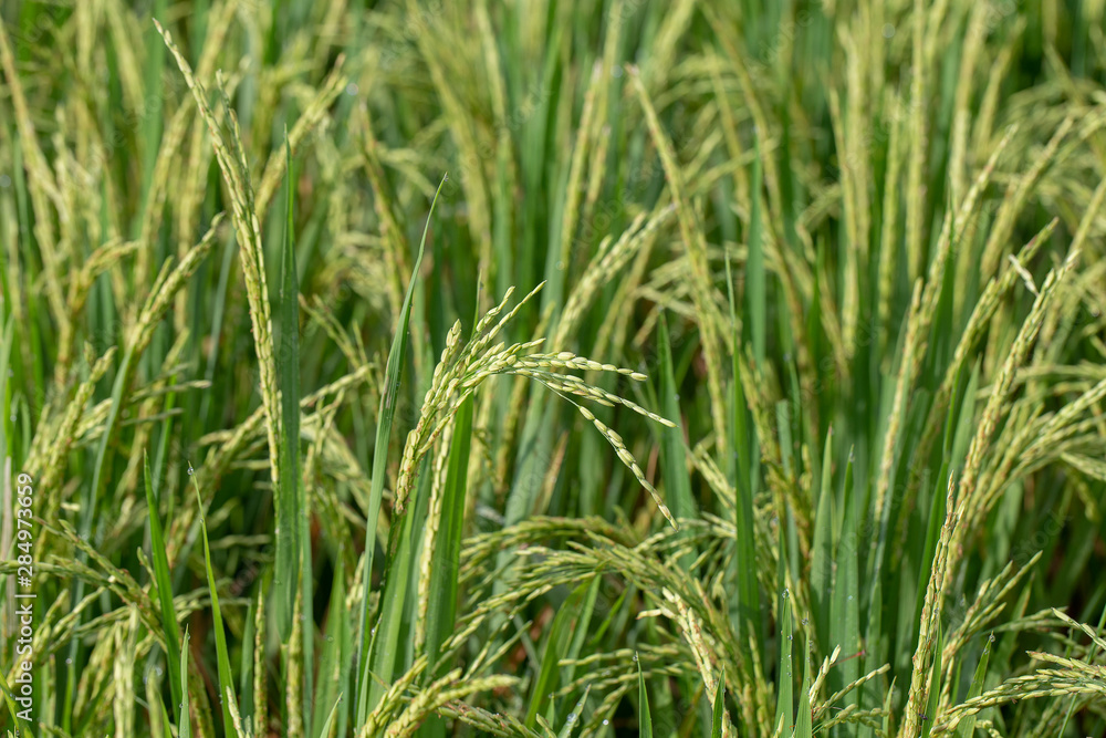 Field with green rice stalks . Ubud, Bali, Indonesia. Close up green rice terraces Field with green rice stalks . Ubud, Bali, Indonesia. Close up green rice terraces