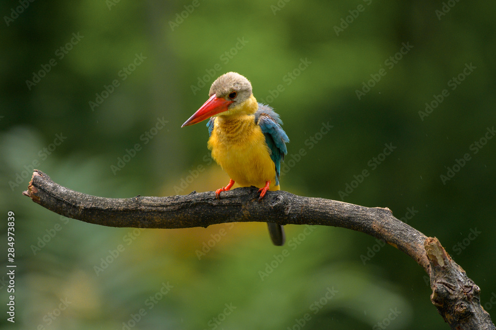 Fototapeta premium Stork Billed-Kingfisher in Thailand the stork billed kingfisher is consider one of the most biggest kingfisher species