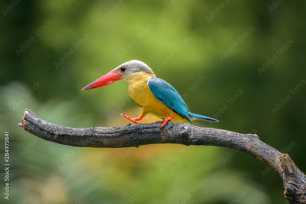 Obraz premium Stork Billed-Kingfisher in Thailand the stork billed kingfisher is consider one of the most biggest kingfisher species